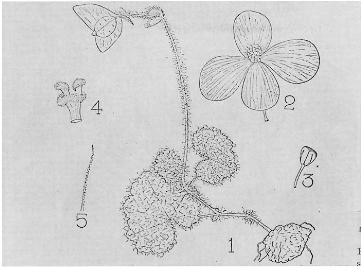 B. tafiensis